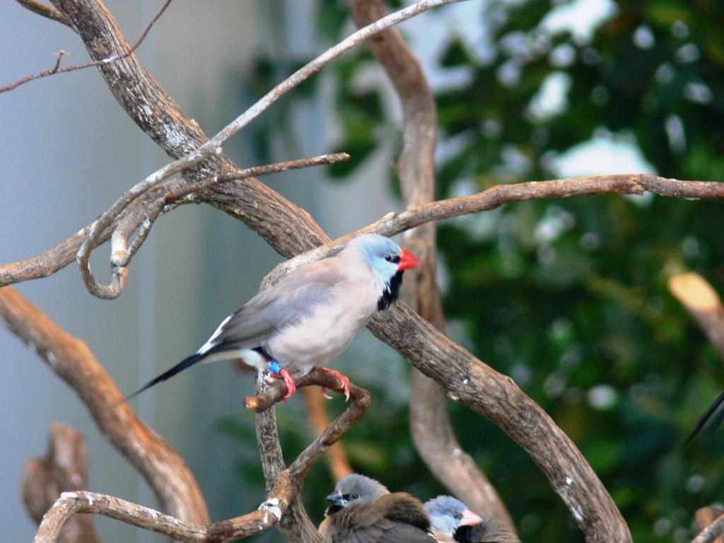Long-tailed Finch (Poephila acuticauda) (Shaft-tailed)