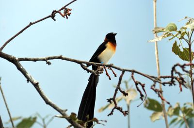 Long-tailed Paradise Whydah by Dan at the National Aviary