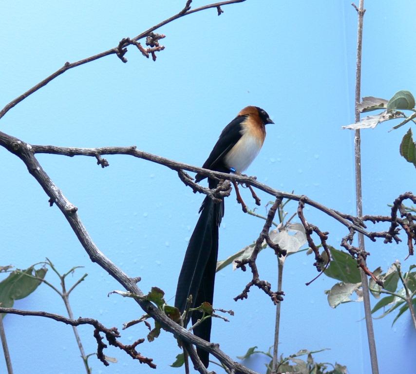 Long-tailed Paradise Whydah (Vidua paradisaea)
