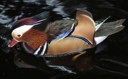 Birds of the Bible –&nbsp;Details