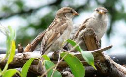 Birds of the Bible – Worry and&nbsp;Sparrows