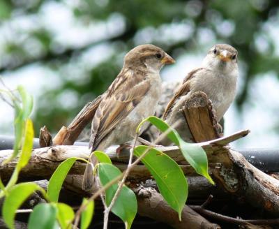 House Sparrows watching Parrot show at National Aviary by Lee