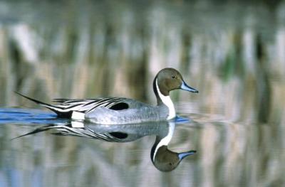 Northern Pintail (Anas acuta) ©USFWS