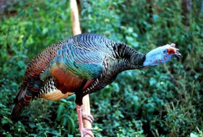 Ocellated Turkey (Meleagris ocellata) ©USFWS
