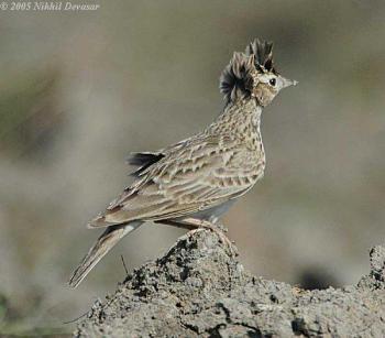 Oriental Skylark (Alauda gulgula) by Nikhil Devasar