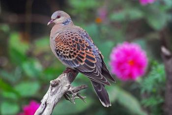 Oriental Turtle Dove (Streptopelia orientalis) by Nikhil Oriental Turtle Dove (Streptopelia orientalis) by Nikhil