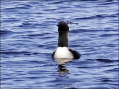 Pacific Loon (Gavia pacifica) by Ian - from his Website