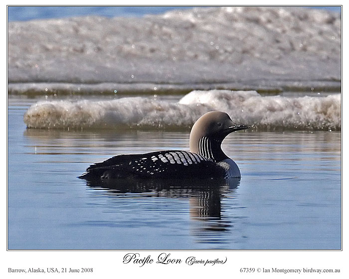 Pacific Loon(Gavia pacifica) by Ian
