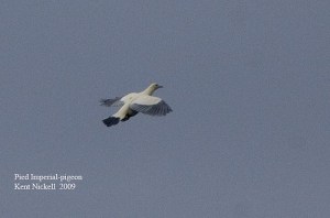 Pied Imperial-pigeon (Ducula bicolor) by Kent Nickell