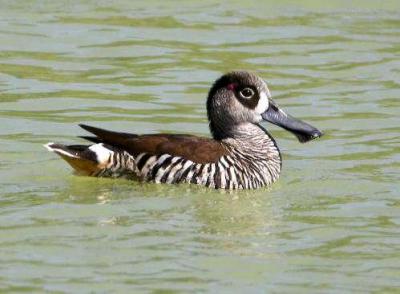 Pink-eared Duck (Malacorhynchus membranaceus) by Ian