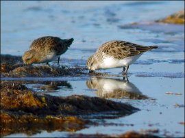 Red-necked Stint (Calidris ruficollis) by Ian in breeding and non-breeding plumage