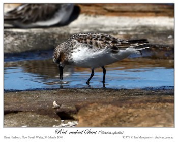 Red-necked Stint (Calidris ruficollis) by Ian