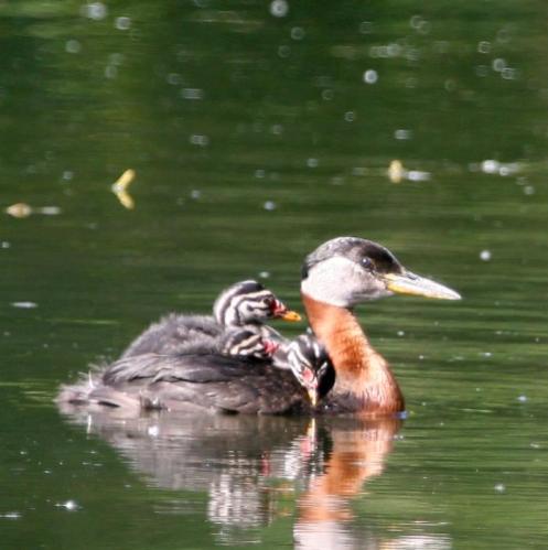 Red-necked Grebe (Podiceps grisegena) young on her wing ©USFWS