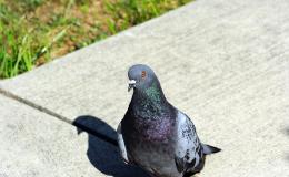 A Helpful Pigeon and Injured&nbsp;Puppy