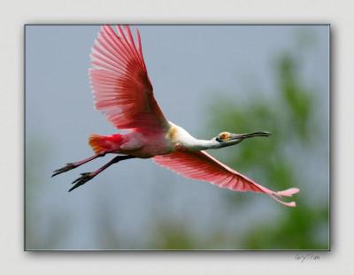 Roseate Spoonbill (Platalea ajaja) by Quy Tran