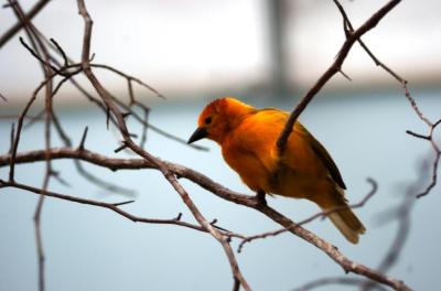 Saffron Finch (Sicalis flaveola) by Dan at National Aviary