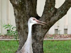 Sandhill Juvenile - 5 months old