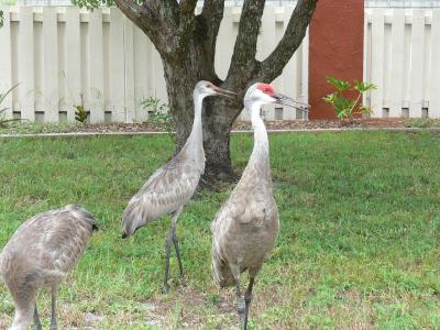 Sandhill Cranes