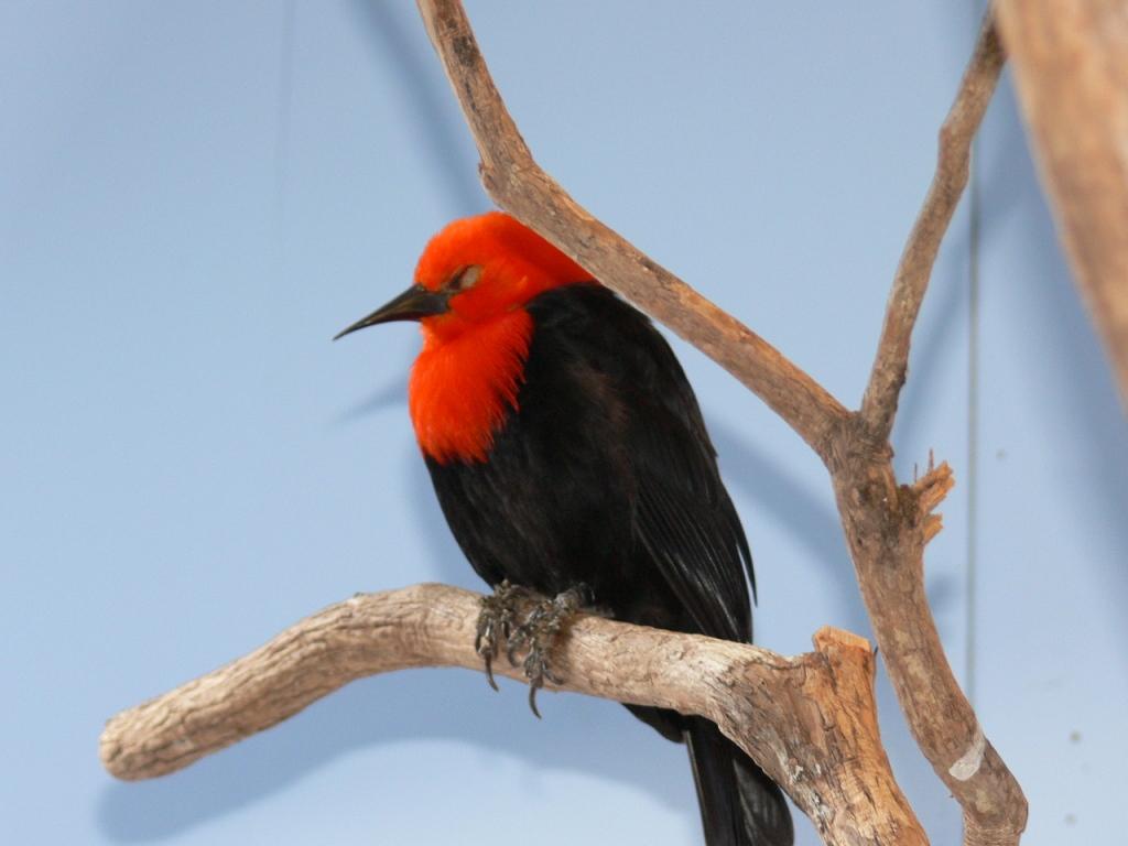 Scarlet-headed Blackbird (Amblyramphus holosericeus) by Lee