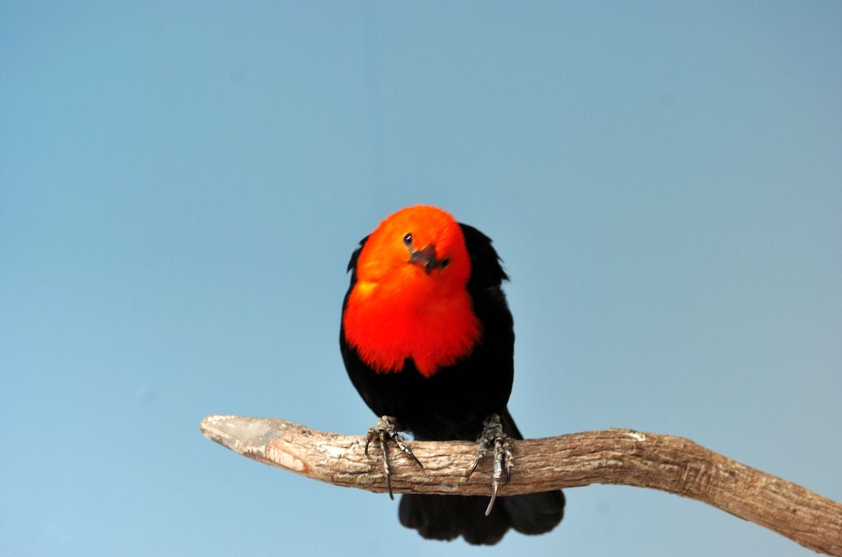 Scarlet-headed Blackbird by Dan