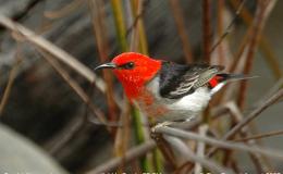 Sunday Inspiration –&nbsp;Honeyeaters