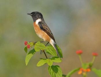 Siberian Stonechat (Saxicola maurus) by Nikhil Devasar