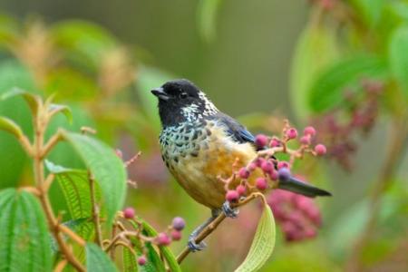 Spangle-cheeked Tanager (Tangara dowii) Reinier Munguia