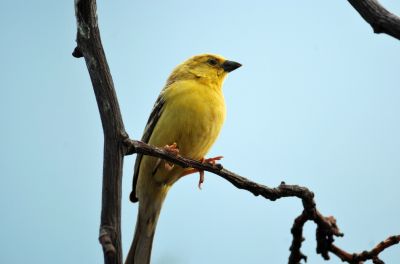 Sudan Golden Sparrow (Passer luteus) by Dan