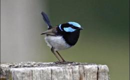 “SUPERB,” “SPLENDID” AND “LOVELY” – Re-post&nbsp;Plus