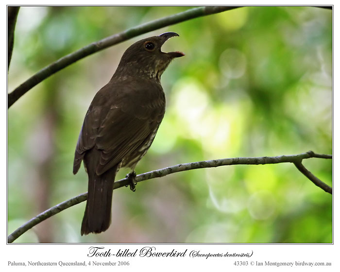 Tooth-billed Bowerbird (Scenopoeetes dentirostris) by Ian