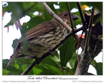 Tooth-billed Bowerbird (Scenopoeetes dentirostris) by Ian