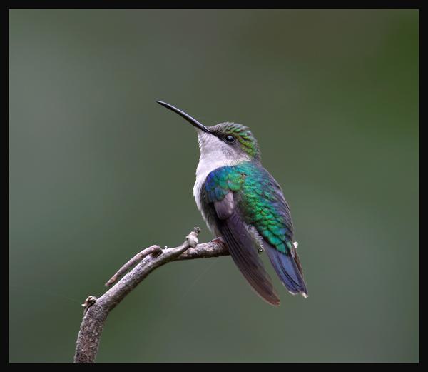 Crowned Woodnymph (Thalurania colombica) by RScanlon