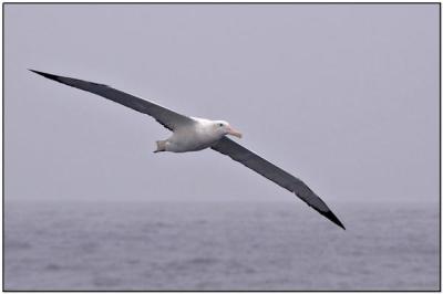 Wandering Albatross - Drake Passage
