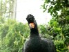Wattled Curassow (Crax globulosa) at National Aviary by Lee