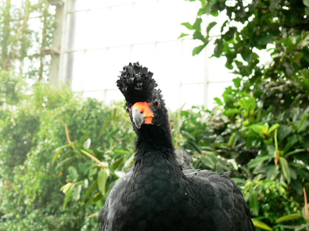 Wattled Curassow (Crax globulosa) at National Aviary by Lee