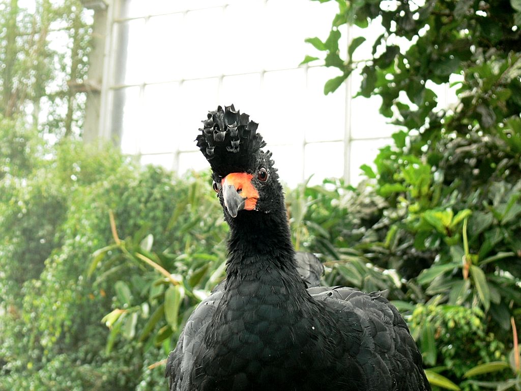 Wattled Curassow (Crax globulosa) by Lee at National Aviary