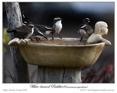 White-browed Babbler by Ian