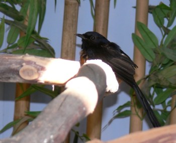 White-rumped Shama by Lee
