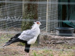 Secretarybird (Sagittarius serpentarius) at Lowry Pk Zoo by Lee