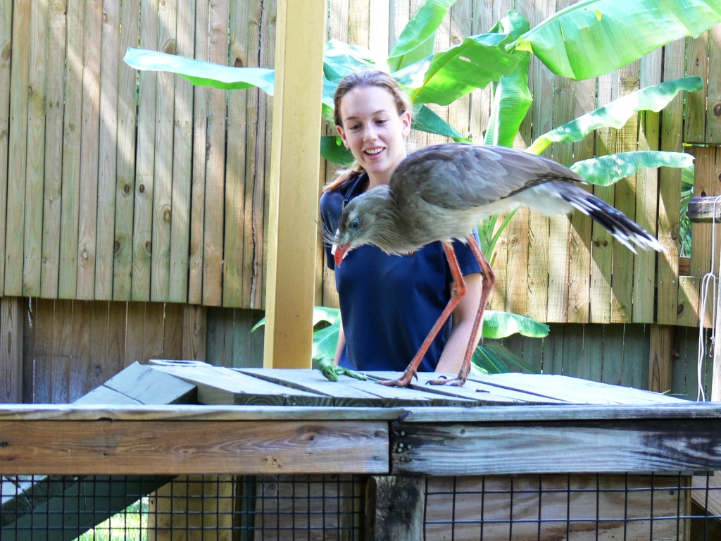 20100921 Lowry Pk Zoo Red-legged Seriema