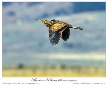 American Bittern (Botaurus lentiginosus) by Ian Montgomery