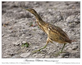 American Bittern (Botaurus lentiginosus) by Ian Montgomery
