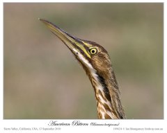 American Bittern (Botaurus lentiginosus) by Ian Montgomery