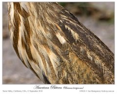 American Bittern (Botaurus lentiginosus) by Ian Montgomery