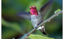 ANCIENT HUMMINGBIRDS WERE QUITE MODERN –&nbsp;Repost
