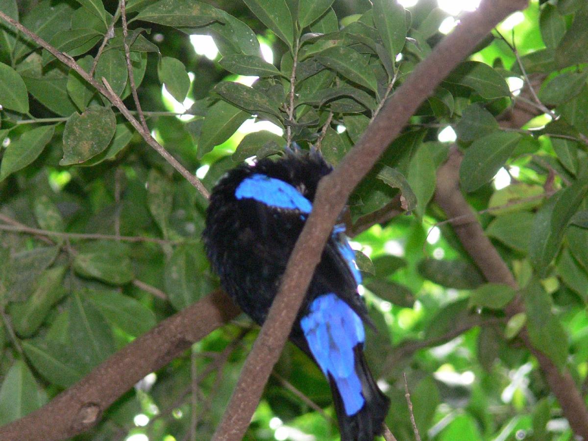 Asian Fairy-bluebird (Irena puella) by Lee