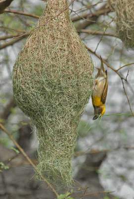 Baya Weaver (Ploceus philippinus) by Nikhil Devasar