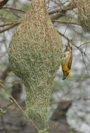 Baya Weaver (Ploceus philippinus) by Nikhil Devasar