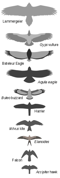 Birds of Prey - Raptorial Silhouettes ©Wikipedia
