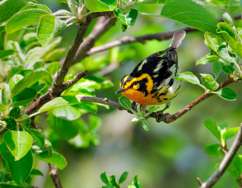 Blackburnian Warbler (Setophaga fusca) by J Fenton